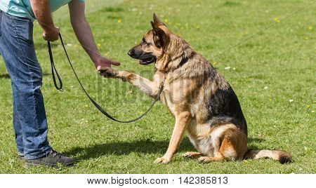 Owner training his pet dog a German Shepherd who is sitting down and giving his paw