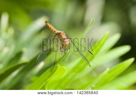 Common Parasol (Neurothemis fluctuans) dragonfly is resting on a green leaf