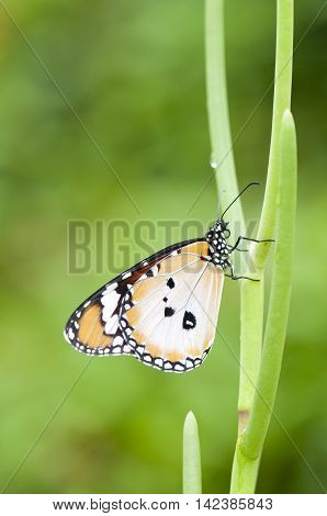 Close up of a male plain tiger butterfly (Danaus chrysippus) form alcippoides in garden
