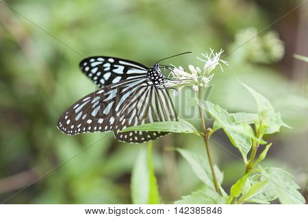 Blue Glassy Tiger (Ideopsis vulgaris) butterfly is feeding on Austroeupatorium inulifolium