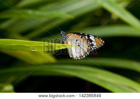 Female Plain tiger butterfly (Danaus chrysippus form alcippoides) is resting on leaf