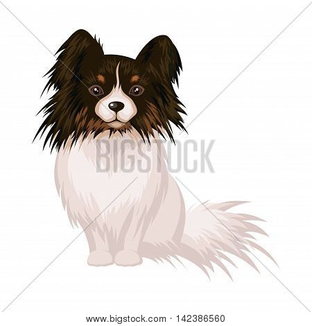 The little decorative dog Papillon on white background