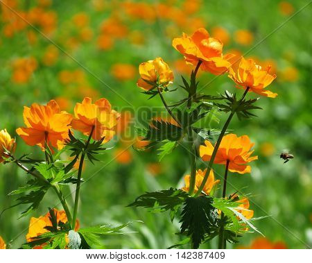 Brught orange flowers decorate steepe and timber landscape