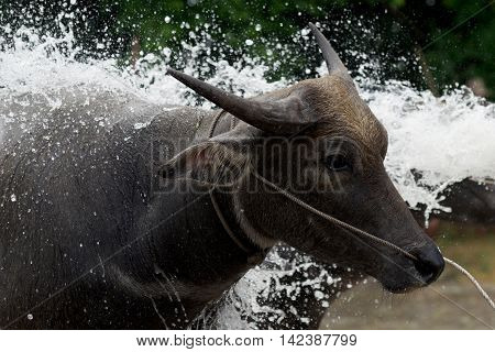 Head Of Water Buffalo