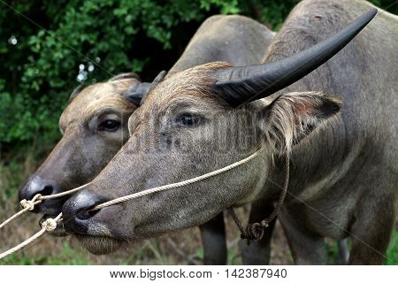 Head Of Water Buffalo