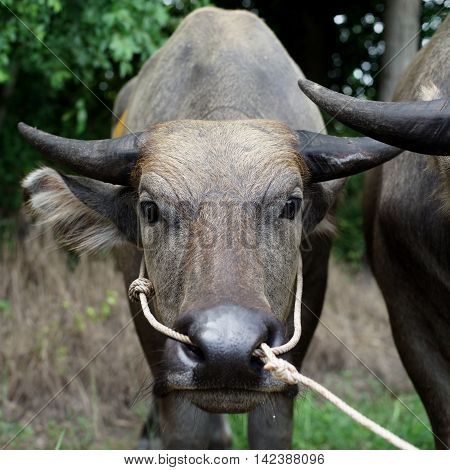 Head Of Water Buffalo