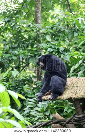 Black colored Siamang also known as lesser ape a special species which only exists in South East Asia