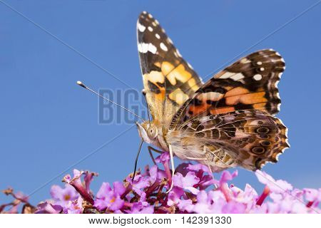 Collecting nectar from butterfly bush summer lilac Buddleja davidii