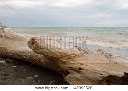 Wood Log On The Shore