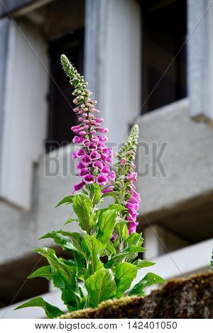 Purple flowers and concrete wall. Digitalis (Purple Foxgloves) at Simon Fraser University British Columbia Canada.