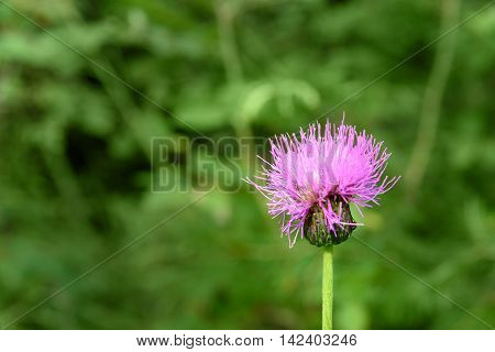 Centaurea Jacea Flower
