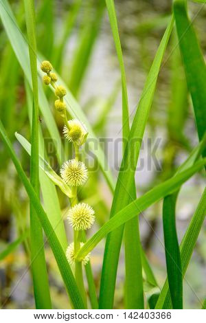 Sparganium Emersum Flower