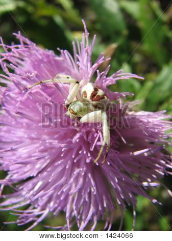 Паук на расторопши