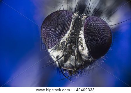 Extreme macro portrait of a housefly on a blue background