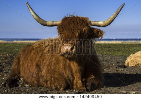 Yak bull cow resting on belly in af field close to the ocean