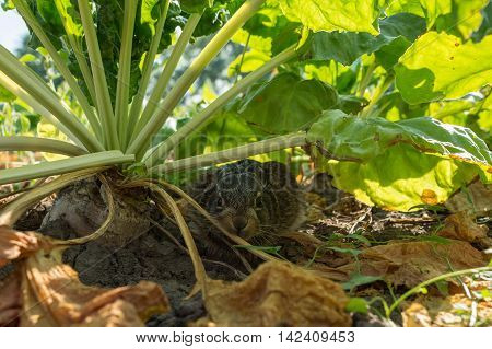 A young wild White-tailed Jackrabbit hides in the beetroot.