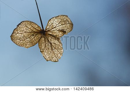 An amber backlit solitary withered hydrangia leaf on an expansive blue background