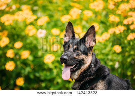 The Portrait Of Staring Purebred Short-Haired German Shepherd Adult Dog Or Alsatian Wolf Dog With Prick-Ears, Opened Jaws, Tongue, Teeth. Bright Copyspace.