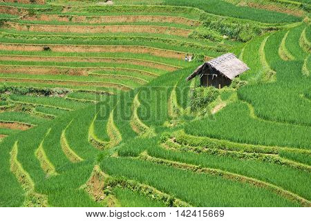 Agriculture Green Rice fields and rice terraced on mountain at SAPA Lao Cai Mu Cang Chai Vietnam. The most of area is rice terraced. nature and landscape rice fields