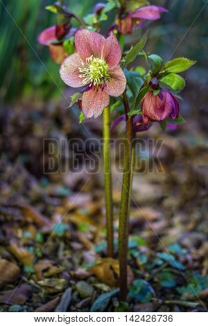 Vertical shot of Hellebore with pink leaves and a yellow center.