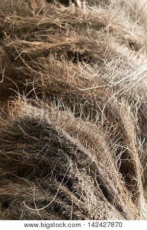 Palm tree fibers. Bark detail. Organic texture.