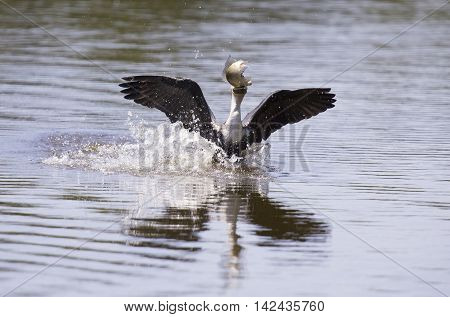 White breasted cormorant take off from dam to hunt for fish