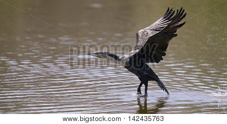 White breasted cormorant take off from dam to hunt for fish