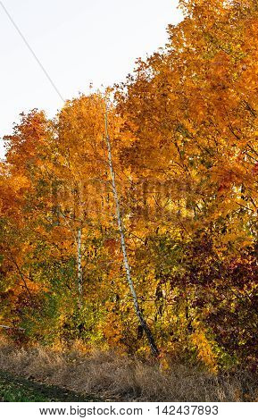 beautiful autumn landscape golden, hay, haycock, idyllic