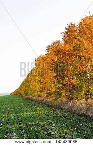 beautiful autumn landscape  hay, haycock, idyllic park