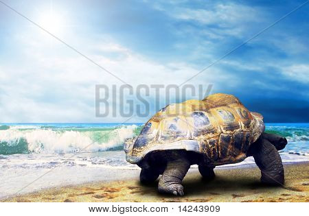 Velká želva na pláži tropických oceánů