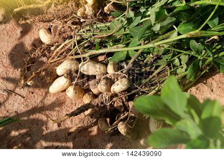Groundnut Plants Showing The Roots And Groundnuts Attached