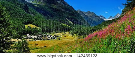 panorama view above on Rhemes Notre Dame with willow herb in Gran Paradiso National Park