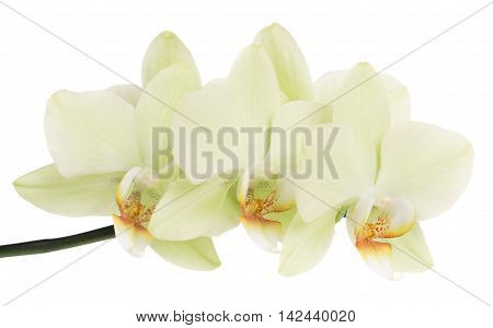 Flowers of the brihgt yellow orchid isolated over white background