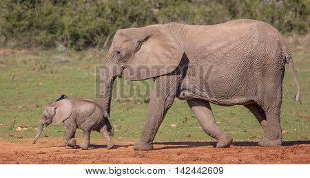 Young African elephant calf running ahead of it's mother