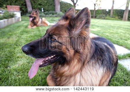 two german sheperd laying in the garden
