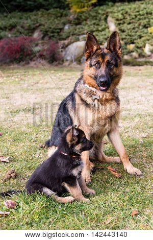 german shepherd in the garden: mother and son