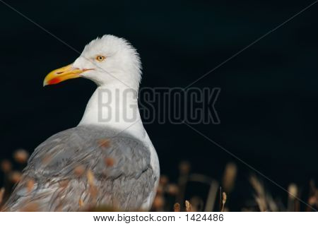 Möwe