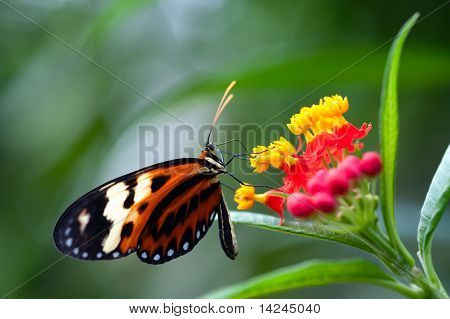 Heliconius Xanthocles Longwing 蝶