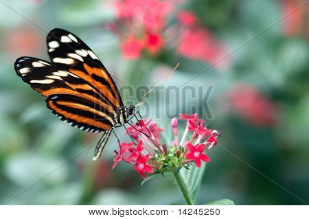 Heliconius Xanthocles Longwing ผีเสื้อ