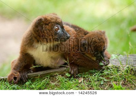 Mignon lémur à ventre roux avec bébé