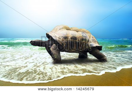 Velká želva na pláži tropických oceánů