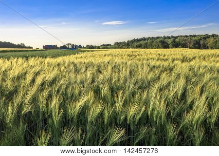 A field of wheat in front of a Wisconsin farm in July.