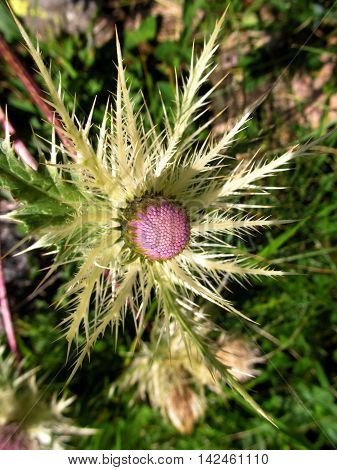 Prickly grace. Thistle flower in the Caucasus Mountains.