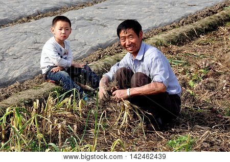 Pengzhou China - April 5 2013: Chinese farmer harvesting garlic from a field watched by his young son