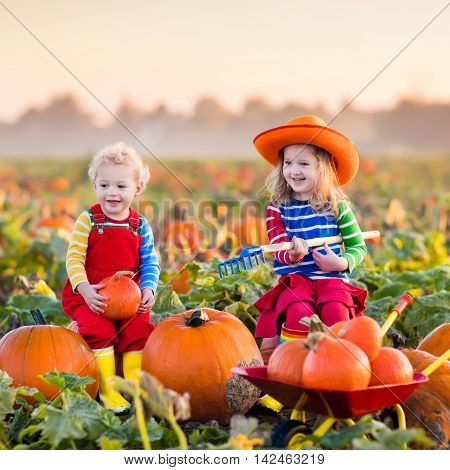 Little girl and boy picking pumpkins on Halloween pumpkin patch. Children playing in field of squash. Kids pick ripe vegetables on a farm in Thanksgiving holiday season. Family having fun in autumn.