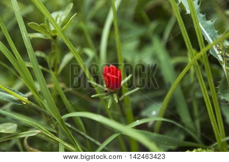 Small Red Flower