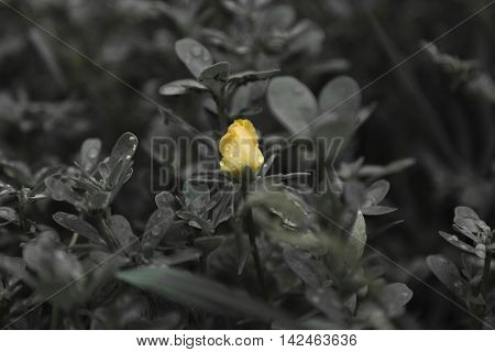 Small Yellow Flower