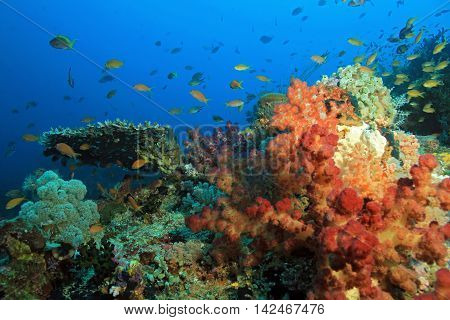 Colorful Coral Reef against Blue Water. Dampier Strait Raja Ampat Indonesia