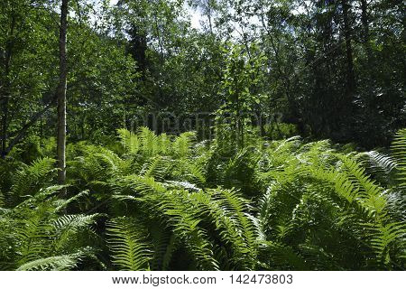 Lot of big Ferns (plantae embryophyta) in a forest in the North of Norway.