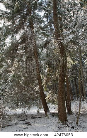 Coniferous stand of spruces snow wrapped in morning, Bialowieza Forest, Poland, Europe